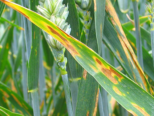 Septoria