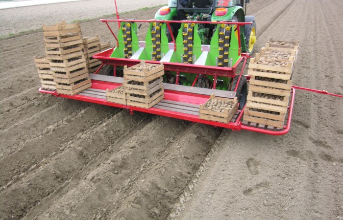 KORA 4 do ziemniaków podkiełkowanych